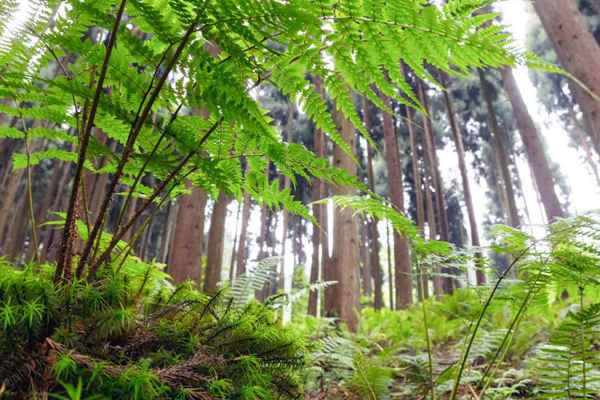 如何利用生物進行環(huán)境監(jiān)測？